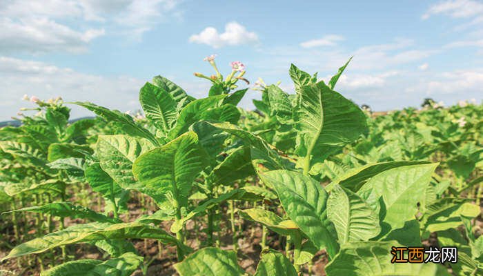 板蓝根种植每亩利润 板蓝根种植时间和方法