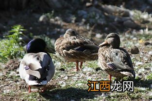 养鸭需要办理什么证件