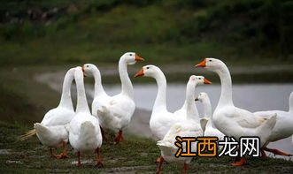 养鹅棚子怎么塔