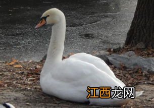 养鹅苗怎么养