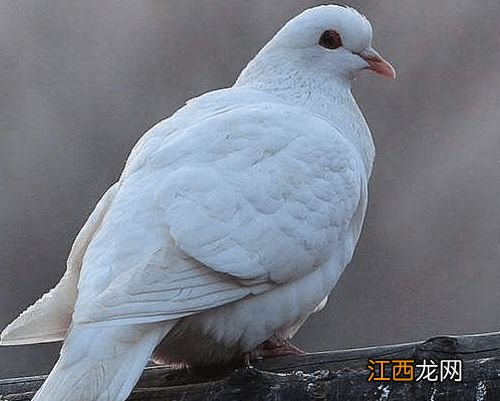 鸽子鼻子里流黄水