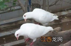 鸽子歪脖怎么治