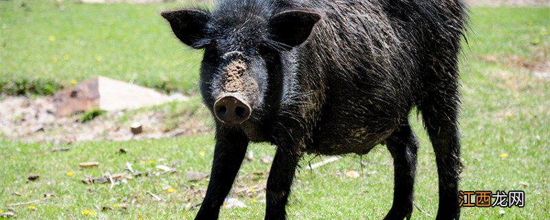 正宗纯种藏香猪在哪个地区卖 正宗纯种藏香猪在哪个地区