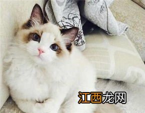 鸽子被猫咬了怎么办