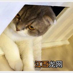 鸽子被猫咬了怎么办