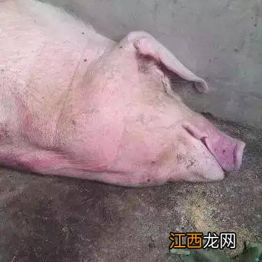 母猪高烧处理方法