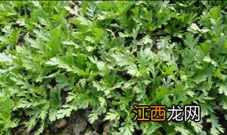 菊花菜适合什么季节种植 菊花适合在什么季节种植?