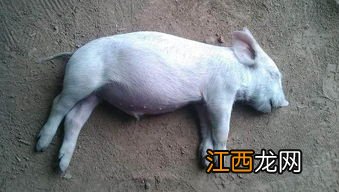 怎么判断母猪死胎