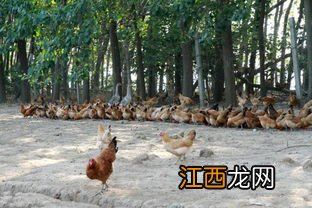 养鸡会有跳蚤吗