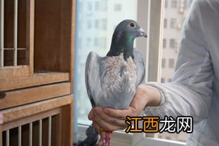 鸽子螨虫的去除方法