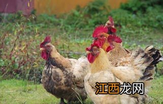 养鸡可以用酒渣吗