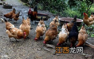 养鸡可以用酒渣吗