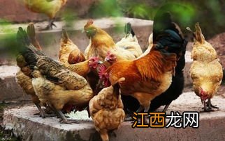 养鸡可以用酒渣吗