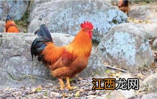 散养鸡的养殖方法