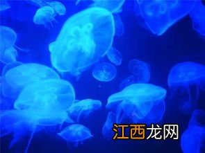 海洋馆买的水母怎么养