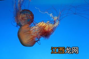 海洋馆买的水母怎么养