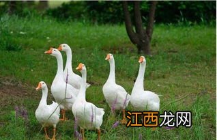 养鹅疾病与防治