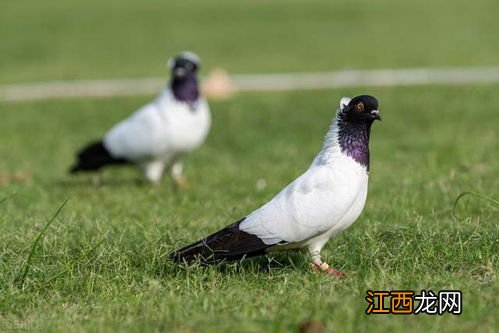 鸽子鼻子发红是什么病