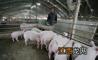 养猪温度要多少才合适