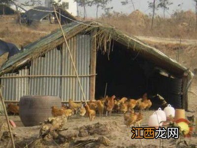 散养土鸡的鸡舍建造方法