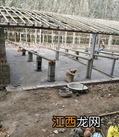 养鸭大棚怎样建造