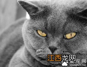 英国短毛猫能长多大