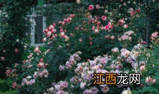 福田室外植物墙有哪些 福州植物墙