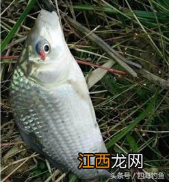 红虫可以钓什么鱼