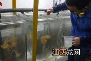 水母可以活多久