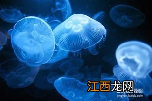 水母怎么吃东西