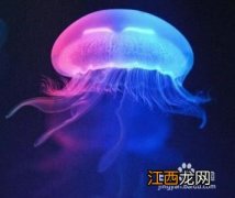 水母怎么吃东西