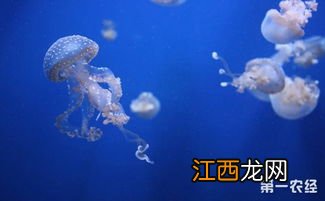 水母怎么吃东西