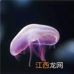 水母怎么养