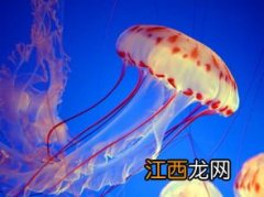 水母怎么养