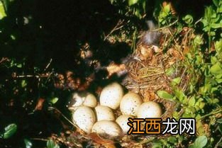 花尾榛鸡繁殖方式