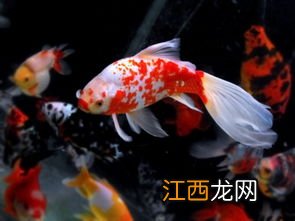 草金鱼养殖技术