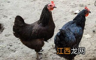 黑凤鸡养殖技术与注意事项