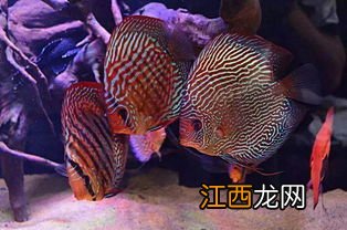 七彩神仙鱼躲在角落不吃食怎么办