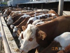 肉牛科学养殖技术