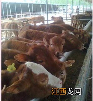 肉牛科学养殖技术