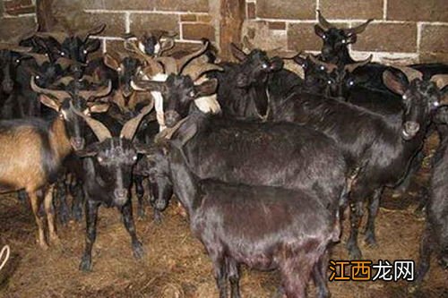黑山羊养殖技术与注意事项