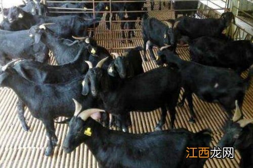 黑山羊养殖技术与注意事项