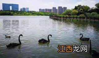 厦门五缘湾湿地公园有什么好玩的 厦门五缘湾湿地公园介绍