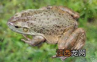 牛蛙养殖条件