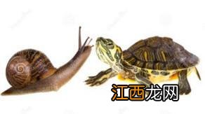 两栖动物是什么意思