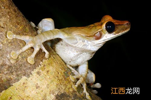 两栖动物是什么意思