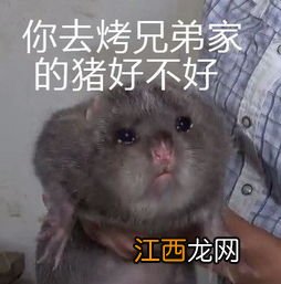 竹鼠怕冷吗