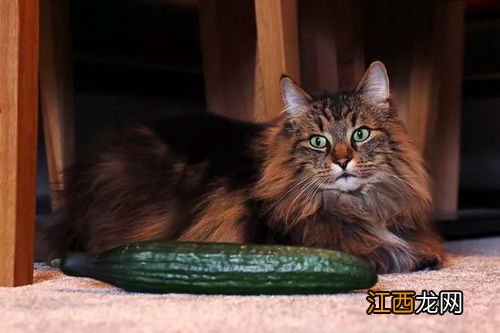 猫为什么怕黄瓜