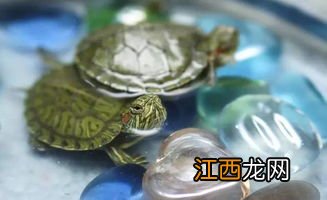 巴西龟冬眠需要水吗