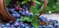 蓝莓丰产栽培实用技术，蓝莓如何采摘